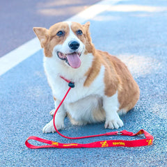 Training Dog Choking Rope Leash 2 in 1 Lead Collar 150cm P-Shaped Chain Slip Lead Control Leash for Small Large Competition Dogs Pet Shop