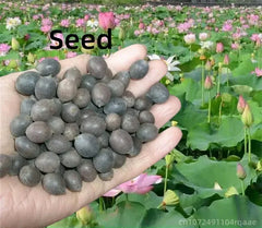7A Grade Natural Lotus Seed Core For Sachets, Herb Pillow Filling Lotus Plumule Lian Zi Xin for Fragrance Crafts Home Decor