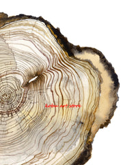 Tree Ring Wood Slice Posters and Prints Tree Stump Canvas Painting Modern Nature Wall Art Pictures for Farmhouse Room Home Decor