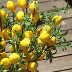 1pcLuxury Lemon Fruit Branch With Green Leaves Artificial Flowers Home Photography Props Flores Artificales Fake Plants Home Decor, Plants & flowers