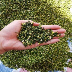 Premium Dried Lotus Seed Core | Natural Lotus Embryo For Soap Making Candle Wedding Decor Pillow Filling & Diy Materials