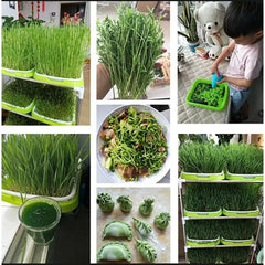Natural Cat Grass Sprouting Tray Growing Kit Organic Wheat Grass Seeds Sprout Digestive Hairballs Hydroponic Potting Soil Set