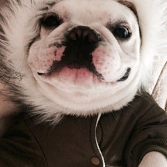 Winter Pet Dog Jumpsuit Warm Dog Clothes for Small Dogs Chihuahua Jacket Costumes Shih Tzu Coat Outfits