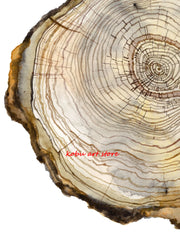 Tree Ring Wood Slice Posters and Prints Tree Stump Canvas Painting Modern Nature Wall Art Pictures for Farmhouse Room Home Decor