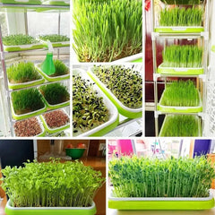 Natural Cat Grass Sprouting Tray Growing Kit Organic Wheat Grass Seeds Sprout Digestive Hairballs Hydroponic Potting Soil Set
